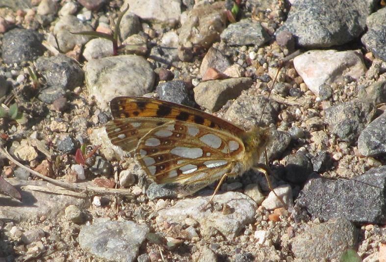Issoria lathonia, variante piccola